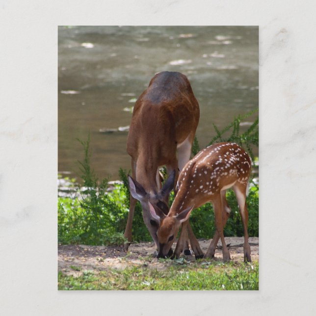 Carte Postale Mama Whitetail Deer et Fawn (Devant)