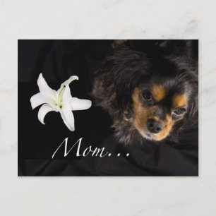 Carte Postale Maman...Cavalier King Charles Spaniel