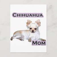 Maman Chihuahua 4