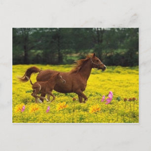 Carte Postale maman de cheval et bébé