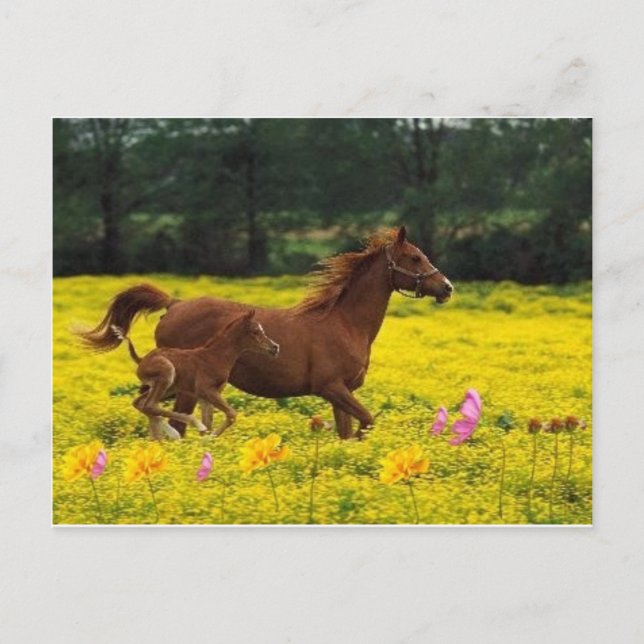 Carte Postale maman de cheval et bébé (Devant)
