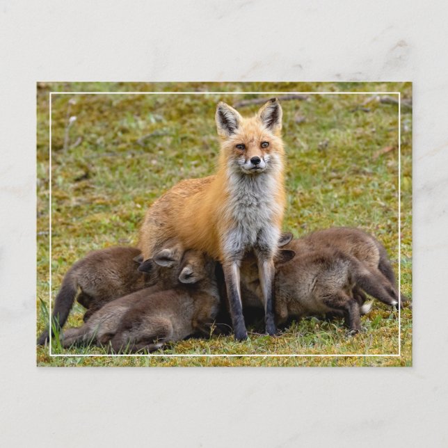 Carte Postale Maman doit être comme (Devant)