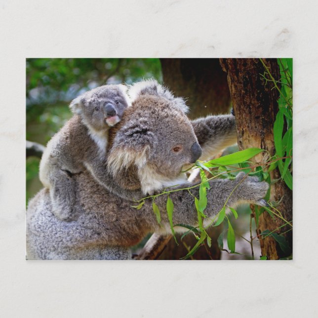 Carte Postale Maman et Baby Koalas (Devant)