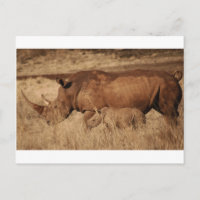 Maman et bébé de Rhino d'Afrique