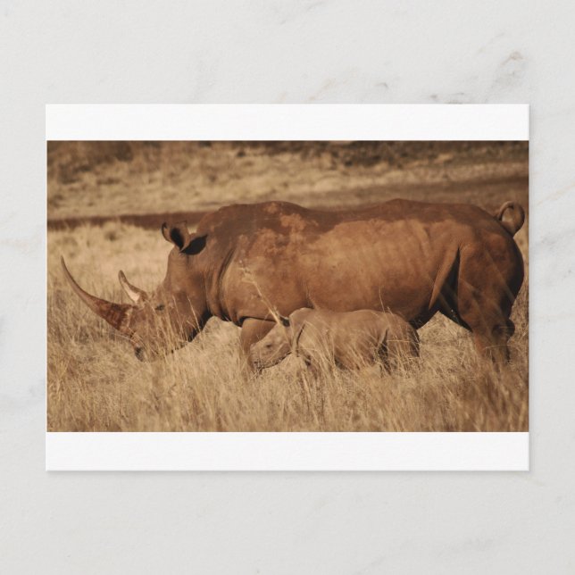Carte Postale Maman et bébé de Rhino d'Afrique (Devant)