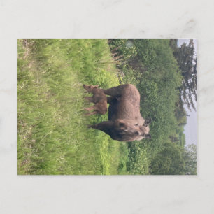 Carte Postale Maman et bébé orignal