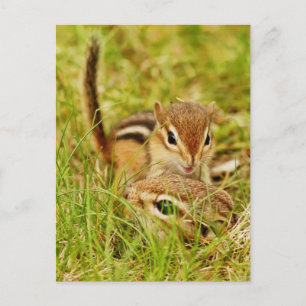 Carte Postale Maman et bébé tamia