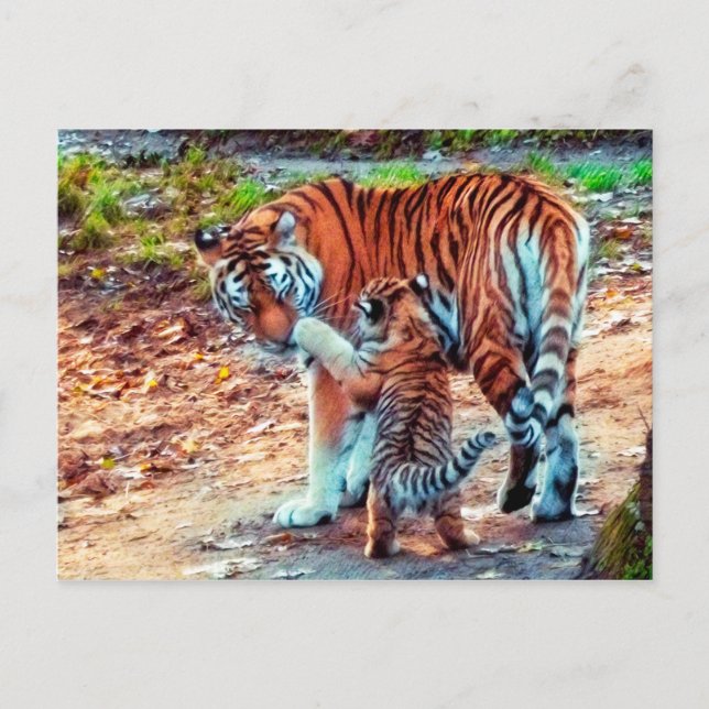 Carte Postale Maman et bébé tigre (Devant)