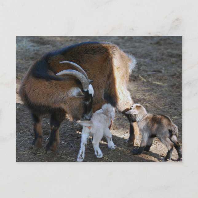 Carte Postale Maman et bébés (Devant)