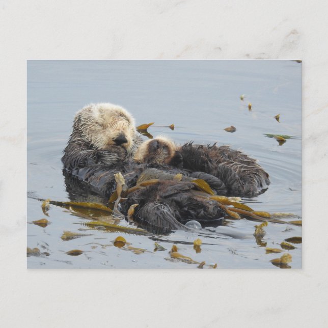 Carte Postale Maman et chiot de loutre de mer dormant (Devant)