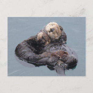 Carte Postale Maman et chiot de loutre de mer dormant