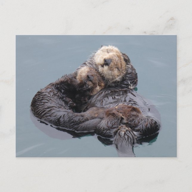 Carte Postale Maman et chiot de loutre de mer dormant (Devant)