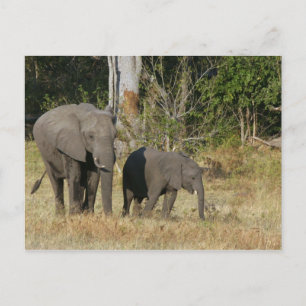 Carte postale Maman et Happy Elephant Calf