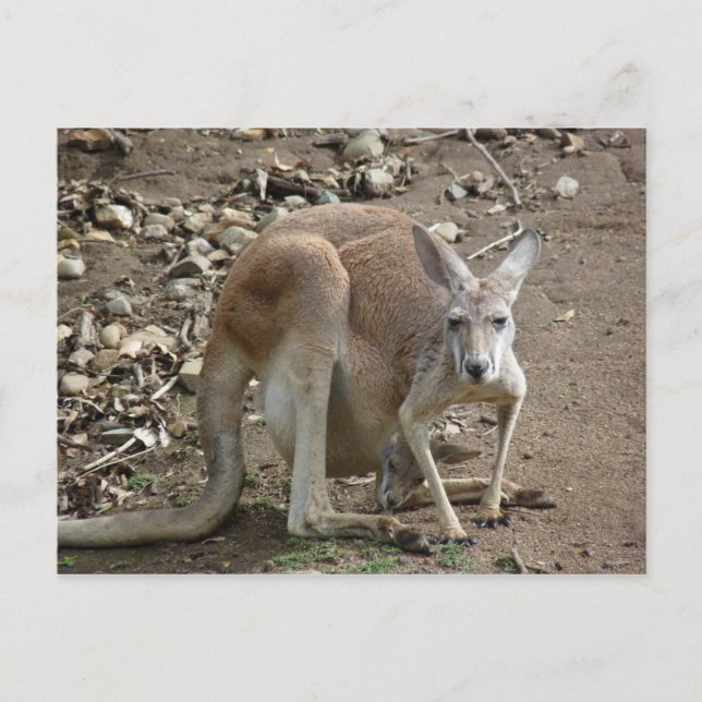 Carte Postale maman et joey (Devant)