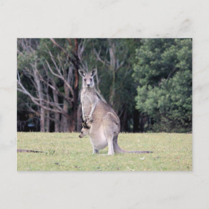 Carte Postale Maman Kangaroo avec Joey bébé dans sa poche