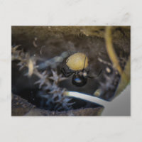maman noire