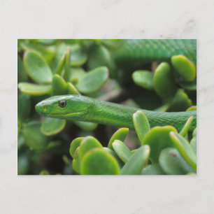 Carte Postale Mamba verte orientale (Dendroaspis Angusticeps)