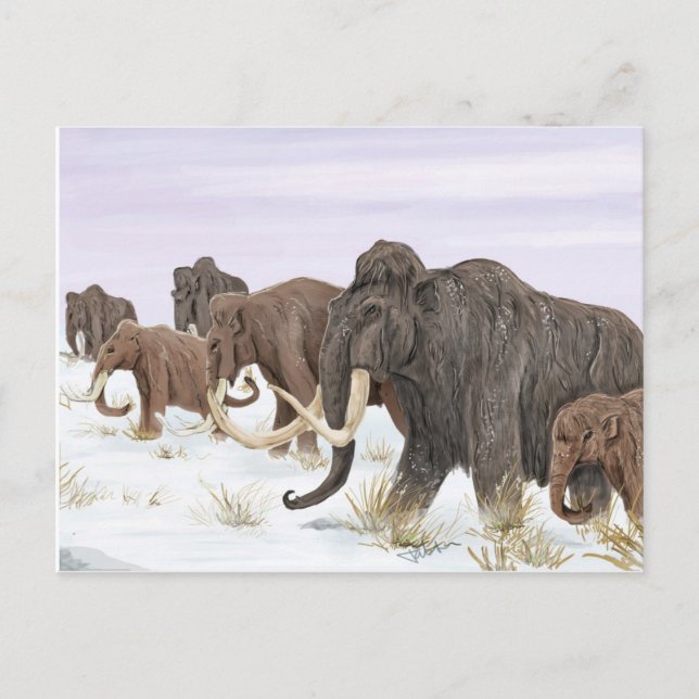 Carte postale Mammoth Family (Devant)