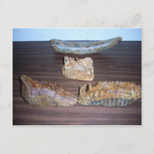 Carte Postale mammouth dents bout de défenses