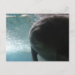 Carte Postale Manat de l'Antille n° 3
