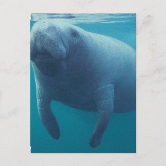 Carte postale Manatee (Devant)