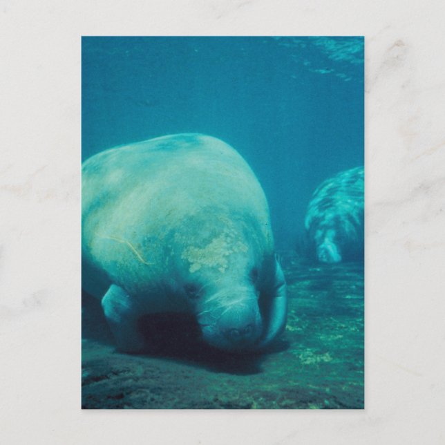 Carte postale Manatee Photo (Devant)
