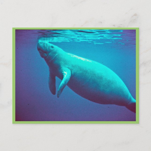 Carte Postale Manatee Surface pour respirer (Devant)