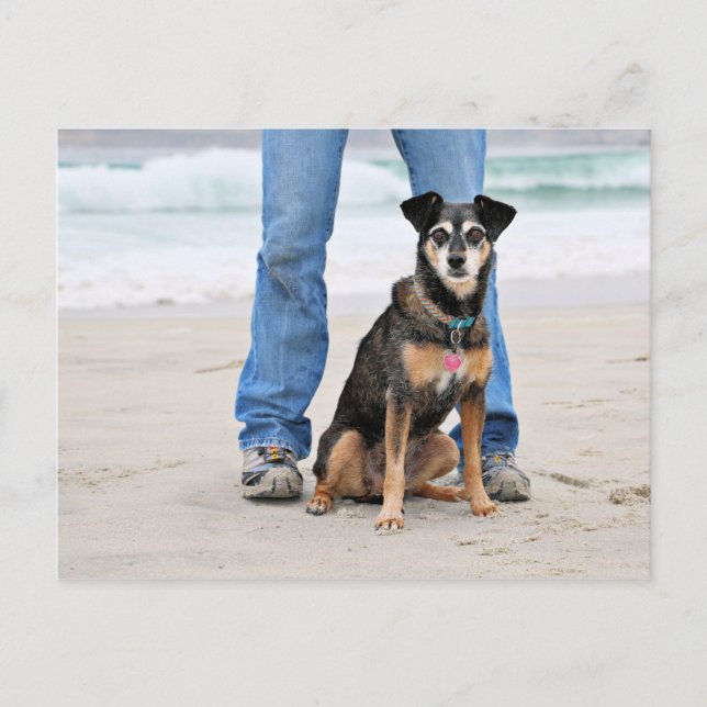 Carte Postale Manchester Terrier X - Jordanie - Derr (Devant)