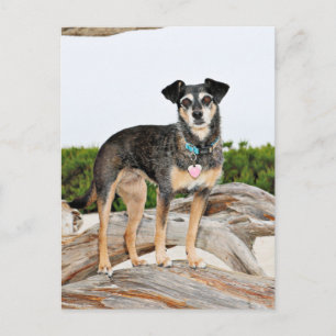 Carte Postale Manchester Terrier X - Jordanie - Derr