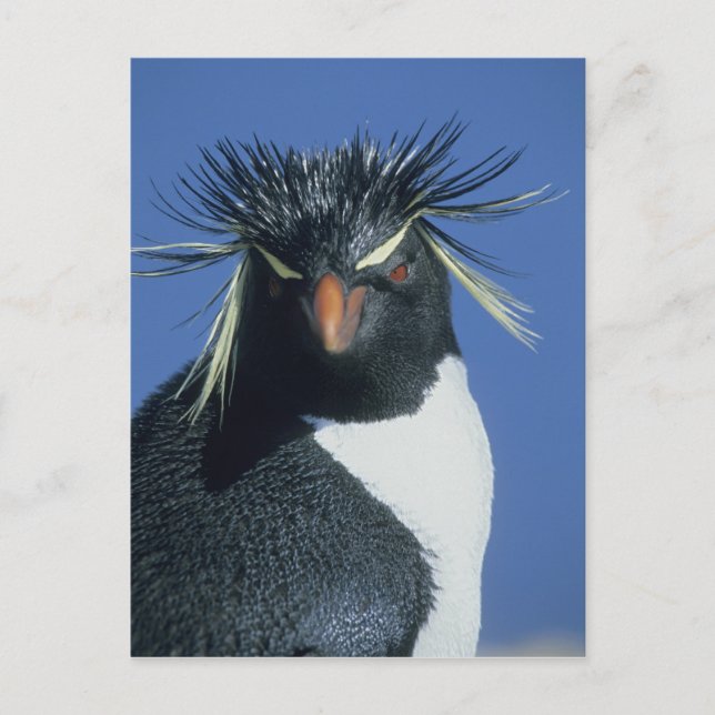 Carte Postale Manchot à tête noire (Eudyptes chrysocome) (Devant)