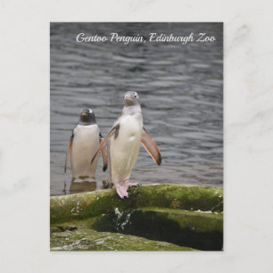 Carte Postale Manchot Gentoo gris Zoo d'Édimbourg Écosse 