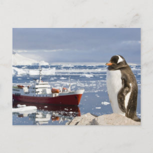 Carte Postale Manchot papou