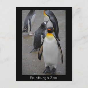 Carte Postale Manchot royal et ses amis, zoo d'Édimbourg, Écosse