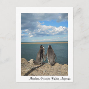 Carte Postale Manchots