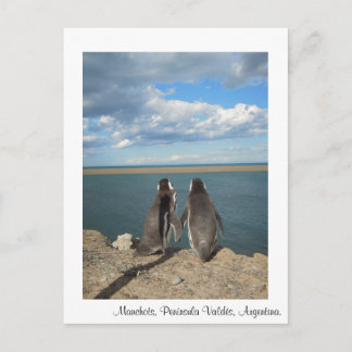 Carte Postale Manchots