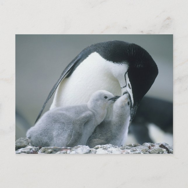 Carte Postale Manchots à Collier, Pygoscelis antarctica), (Devant)