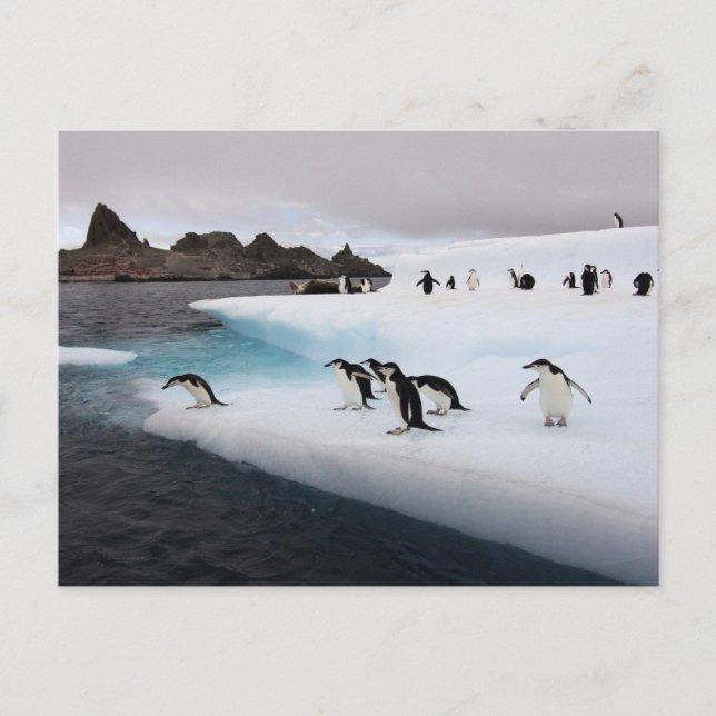 Carte Postale Manchots à jugulaire (Devant)