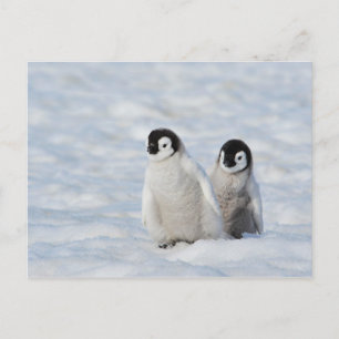 Carte Postale Manchots Empereurs Antarctique