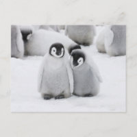 Manchots empereurs sur la glace en Antarctique