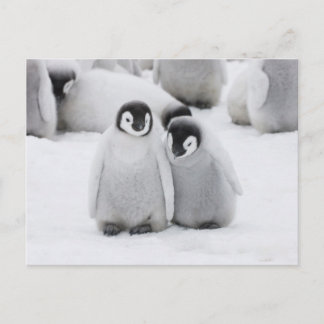 Carte Postale Manchots empereurs sur la glace en Antarctique
