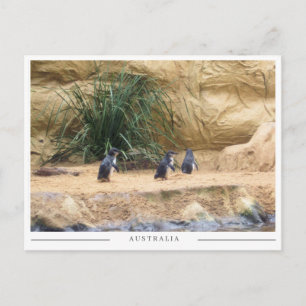 Carte Postale Manchots Papous – Faune australienne adorable