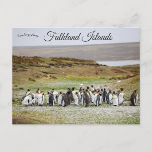Carte Postale Manchots sur les îles Falkland
