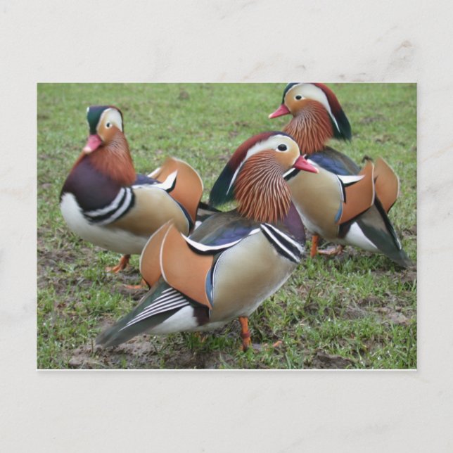 Carte postale Mandarin Duck Vibrant (Devant)