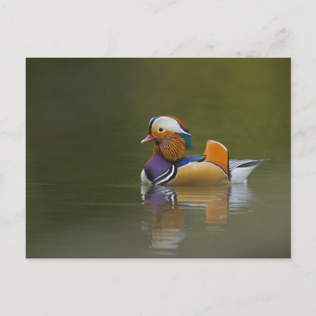 Carte Postale Mandarin sauvage Aix galericulata) sur le noir (Devant)