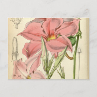 Carte Postale Mandevilla martiana