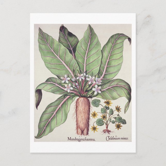 Carte Postale Mandrake d'automne, du "Hortus Eystettensis" de (Devant)