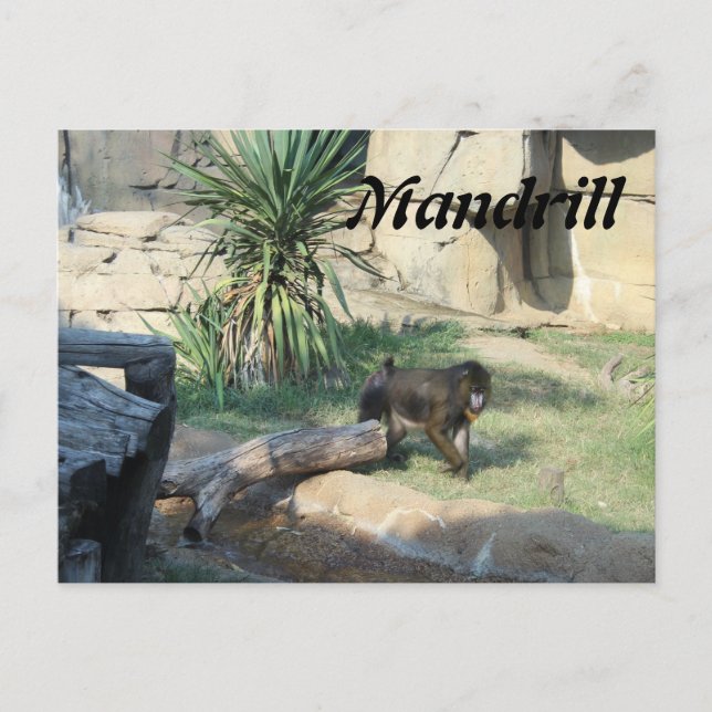 Carte Postale Mandrill (Devant)