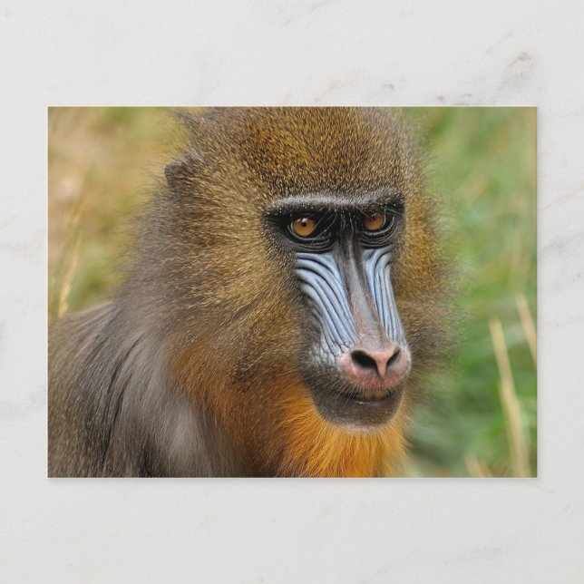 Carte Postale Mandrill (Devant)