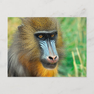 Carte Postale Mandrill 002