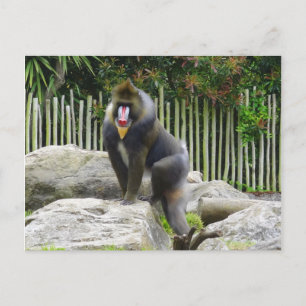 Carte postale Mandrill #8